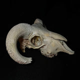 Item 16. Ram skull