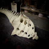Articulated human spine and sacrum