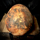 Item 14. Human skull