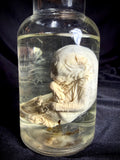 Item 7. Wet fetal kitten