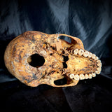 Item 15. Human skull