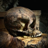 Human skull