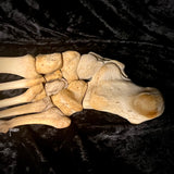 Articulated right foot