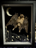 Flying Bat Frame