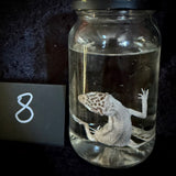 Item 8. Leopard gecko wet specimen