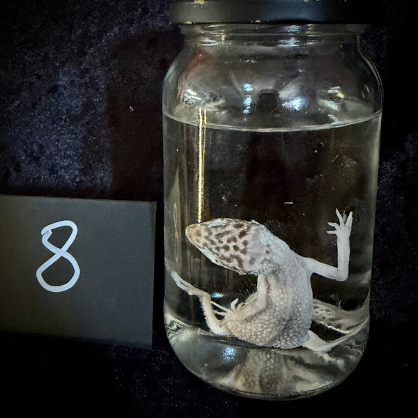 Item 8. Leopard gecko wet specimen