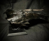 Item 25. Taxidermy crow