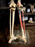 Medical skeleton