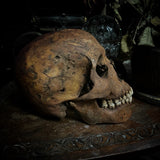 Human skull