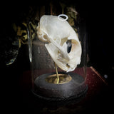 Hades the All Seeing Cat