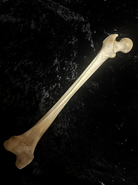 Human femur bone