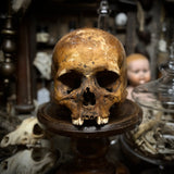 Human skull *COMPETITION*