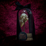 “Finch Skull” in a glass dome