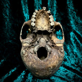 Human skull *COMPETITION*