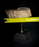 Item 6. Mummified leg slide stand