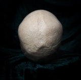 Medically prepared human skull