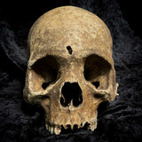 Human skull