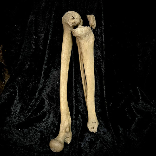 Articulated left leg