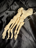 Item 10. Human foot