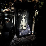 Fruit Bat Skeleton - Curio Box