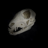 Deformed Piglet Skull
