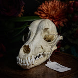 Dog Skull - A Female “Poodle”