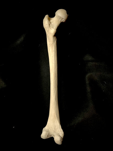 Human femur bone