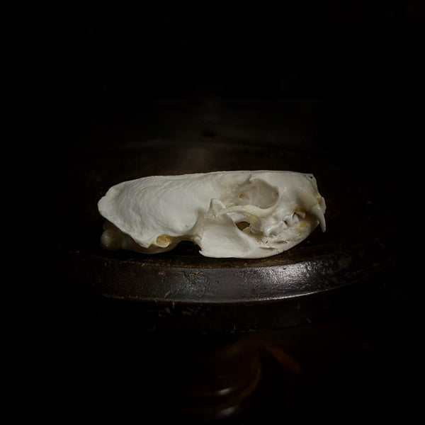 Mink Skull