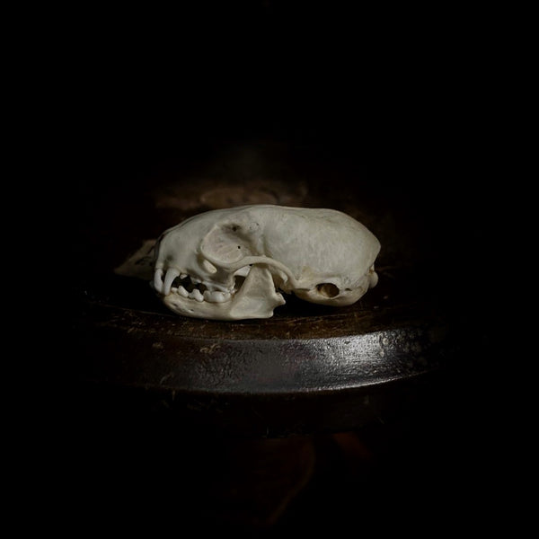 Ferret Skull