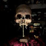 Vampire skull on stand