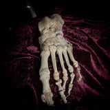 Adam Rouilly Articulated left foot