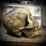 Human skull with mandible