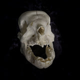 Deformed piglet Skull