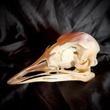 Item 7. Ostrich skull