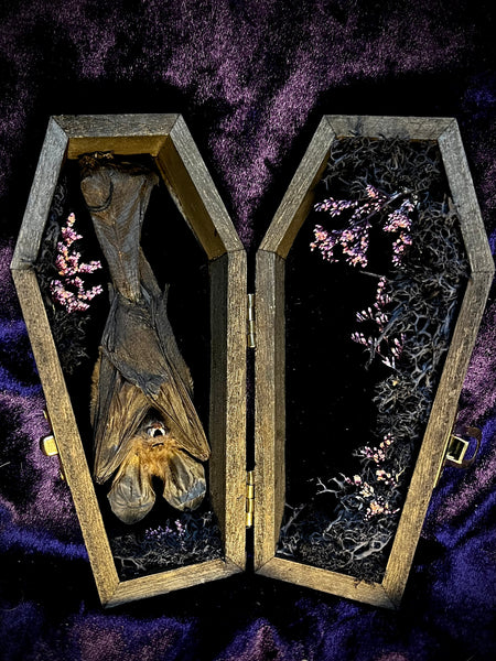 Taxidermy Fruit Bat - Mini Curio Coffin