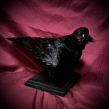 Taxidermy Rook