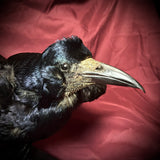 Taxidermy rook