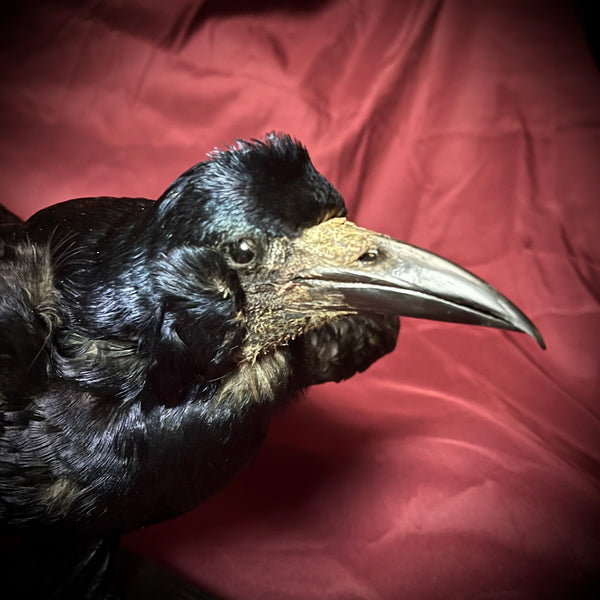 Taxidermy rook