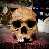 Large human skull