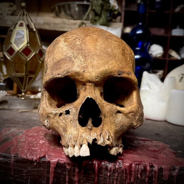 Large human skull