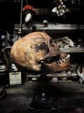Human skull with mandible
