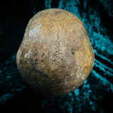 Human skull *COMPETITION*