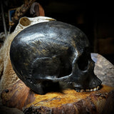 Human skull