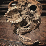 The Pirate - Real human skull