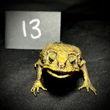 Item 13. Taxidermy toad