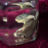 Wet Specimen “Juvenile Rabbit Kit”