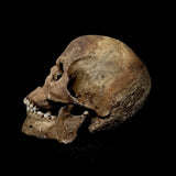 Extremely large Human skull with mandible