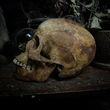 Human skull