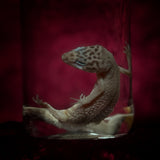 Wet Specimen “Leopard Gecko”