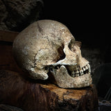 Large human skull with mandible